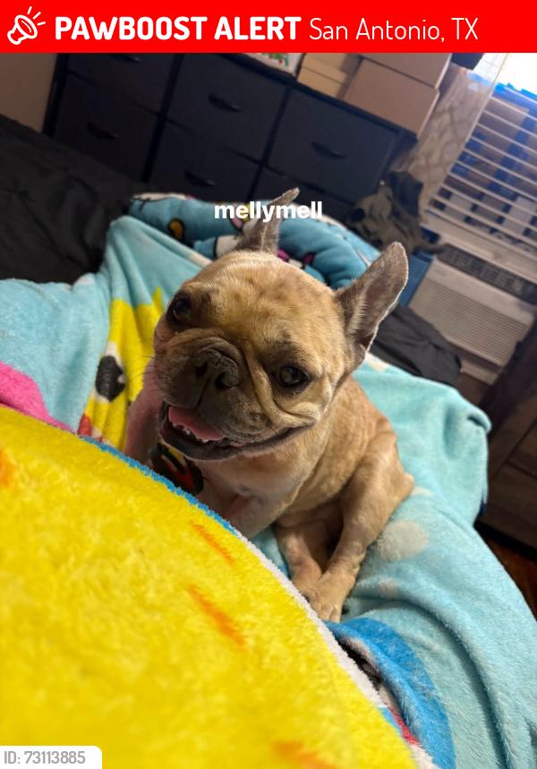 Lost Male Dog last seen ada, San Antonio, TX 78223