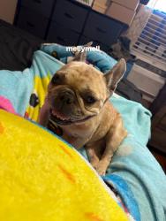 Lost Male Dog last seen ada, San Antonio, TX 78223