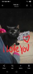 Lost Male Cat last seen Near ave, Edmonton, AB T5B 1K9