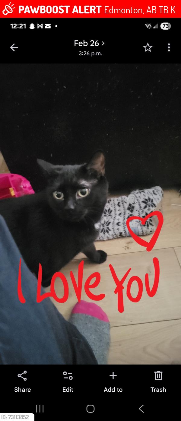 Lost Male Cat last seen Near ave, Edmonton, AB T5B 1K9