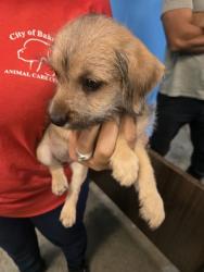 Shelter Stray Female Dog last seen UNKNOWN BAKERSFIELD, 201 S Mt Vernon Ave, Bakersfield, CA 93307, USA