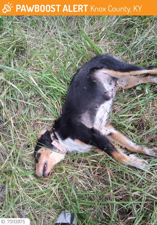 Found/Stray Female Dog last seen Near Barbourville, KY, Knox County, KY 40906