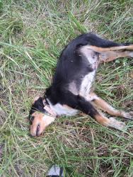 Found/Stray Female Dog last seen Near Barbourville, KY, Knox County, KY 40906