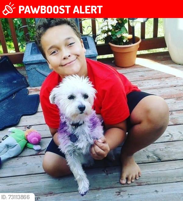 Lost Female Dog last seen Near Stargazer Drive (She snuck out of our Backyard through a hole), Mississauga, ON L5V 1E8