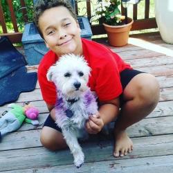 Lost Female Dog last seen Near Stargazer Drive (She snuck out of our Backyard through a hole), Mississauga, ON L5V 1E8