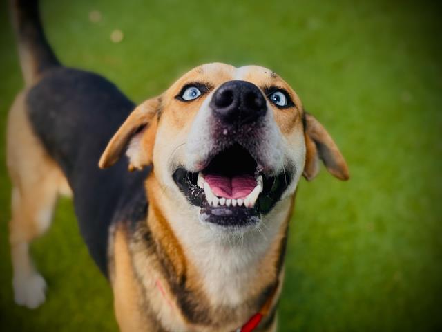 Shelter Stray Male Dog last seen , 2769 Conroy Rd, Orlando, FL 32839, USA