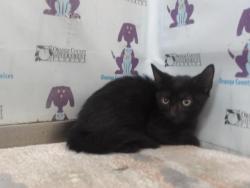 Shelter Stray Male Cat last seen , 2769 Conroy Rd, Orlando, FL 32839, USA