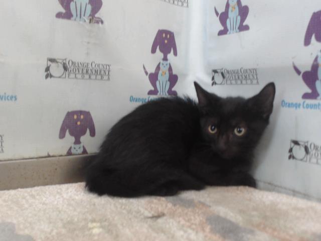 Shelter Stray Male Cat last seen , 2769 Conroy Rd, Orlando, FL 32839, USA