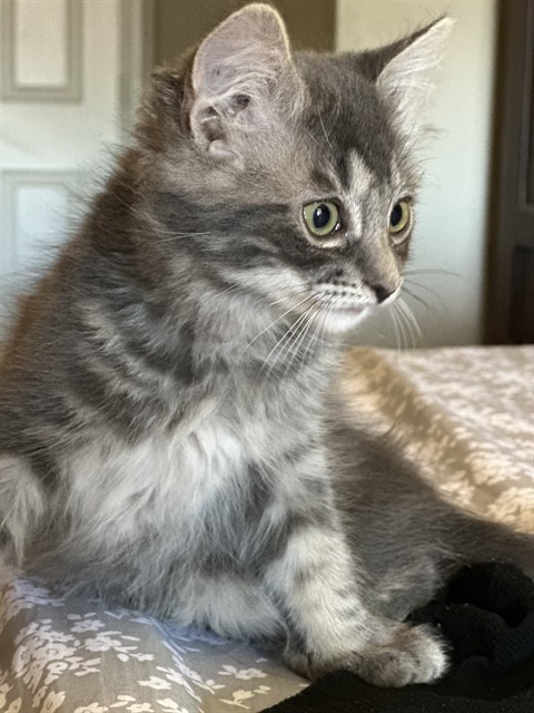 Shelter Stray Male Cat last seen E HIGHLAND AVE & N ARDEN AVE, SAN BERNARDINO, CA, 92346, 333 Chandler Pl, San Bernardino, CA 92408, USA