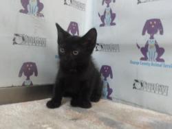 Shelter Stray Female Cat last seen , 2769 Conroy Rd, Orlando, FL 32839, USA