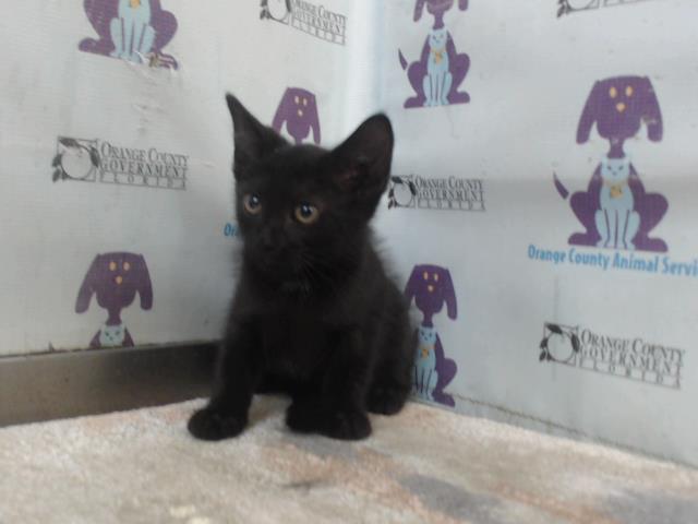 Shelter Stray Female Cat last seen , 2769 Conroy Rd, Orlando, FL 32839, USA