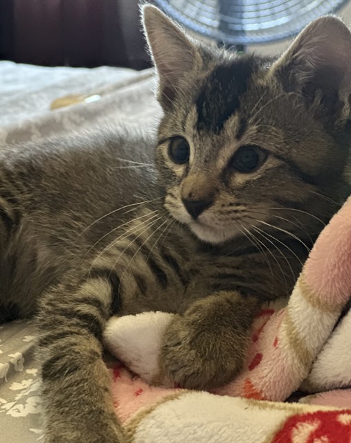 Shelter Stray Female Cat last seen Near BLOCK W MILL ST, 333 Chandler Pl, San Bernardino, CA 92408, USA