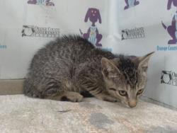 Shelter Stray Female Cat last seen , 2769 Conroy Rd, Orlando, FL 32839, USA