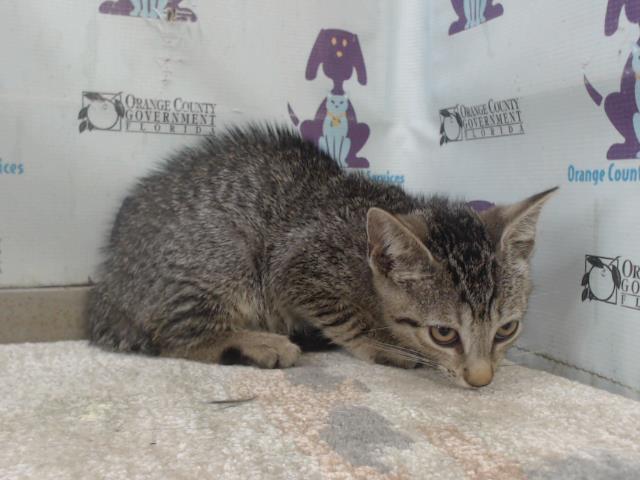 Shelter Stray Female Cat last seen , 2769 Conroy Rd, Orlando, FL 32839, USA