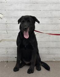 Shelter Stray Female Dog last seen JUNIPER AND MILLER, 333 Chandler Pl, San Bernardino, CA 92408, USA
