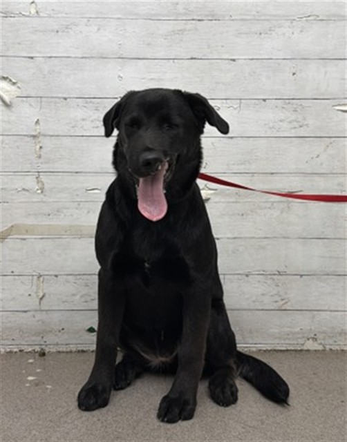 Shelter Stray Female Dog last seen JUNIPER AND MILLER, 333 Chandler Pl, San Bernardino, CA 92408, USA