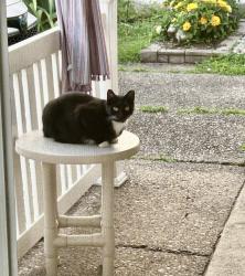 Lost Female Cat last seen 47th street, Charleston, WV 25304