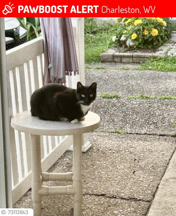 Lost Female Cat last seen 47th street, Charleston, WV 25304
