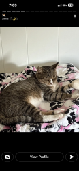 Lost Male Cat last seen Rexmont rd, Lebanon, PA 17042