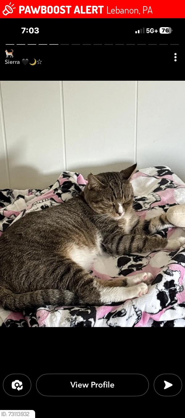 Lost Male Cat last seen Rexmont rd, Lebanon, PA 17042