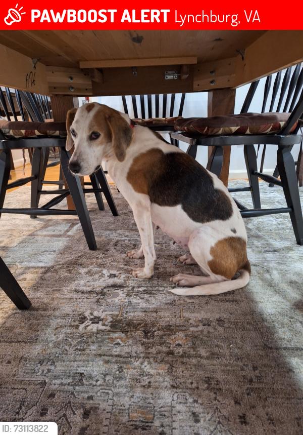 Lost Female Dog last seen Moreview Drive and Morey Place, Lynchburg, VA 24502