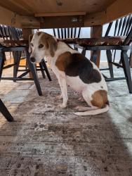 Lost Female Dog last seen Moreview Drive and Morey Place, Lynchburg, VA 24502
