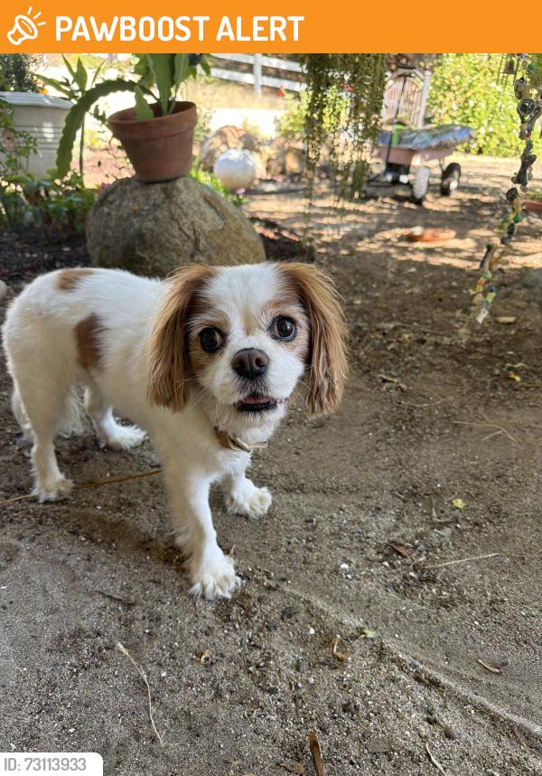 Found/Stray Unknown Dog last seen Near Hawley rd on Creek Hills, San Diego County, CA 92021
