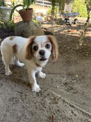 Found/Stray Unknown Dog last seen Near Hawley rd on Creek Hills, San Diego County, CA 92021