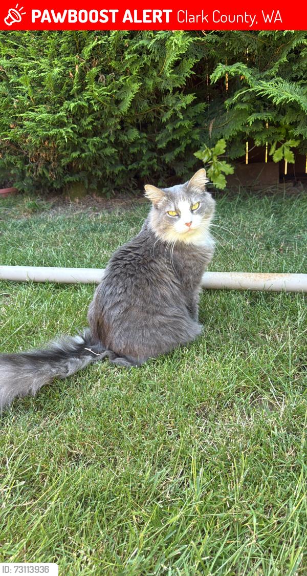 Lost Male Cat last seen Nw 109th st, Clark County, WA 98685