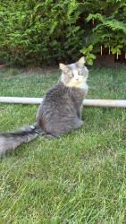 Lost Male Cat last seen Nw 109th st, Clark County, WA 98685