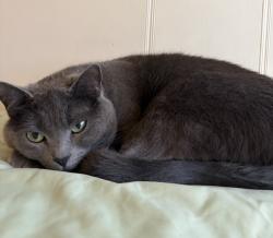Lost Female Cat last seen 51st Ave NE, Seattle, WA 98105