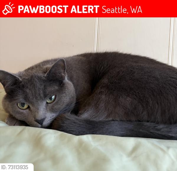 Lost Female Cat last seen 51st Ave NE, Seattle, WA 98105