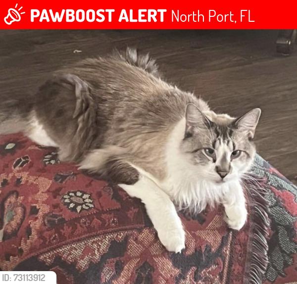 Lost Male Cat last seen Adelaide Avenue North Port FL, North Port, FL 34288