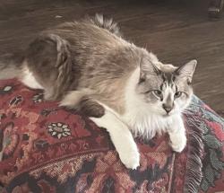 Lost Male Cat last seen Adelaide Avenue North Port FL, North Port, FL 34288
