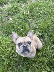 Lost Female Dog last seen Park Row & Collins, Arlington, TX 76010