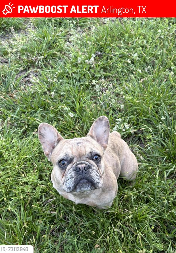 Lost Female Dog last seen Park Row & Collins, Arlington, TX 76010