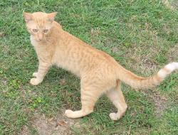 Lost Male Cat last seen Lakes dr, Royse City, TX 75189