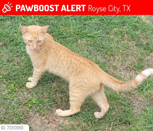 Lost Male Cat last seen Lakes dr, Royse City, TX 75189