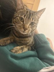Reunited Male Cat last seen cr03na, Greater London, England CR0 3NA