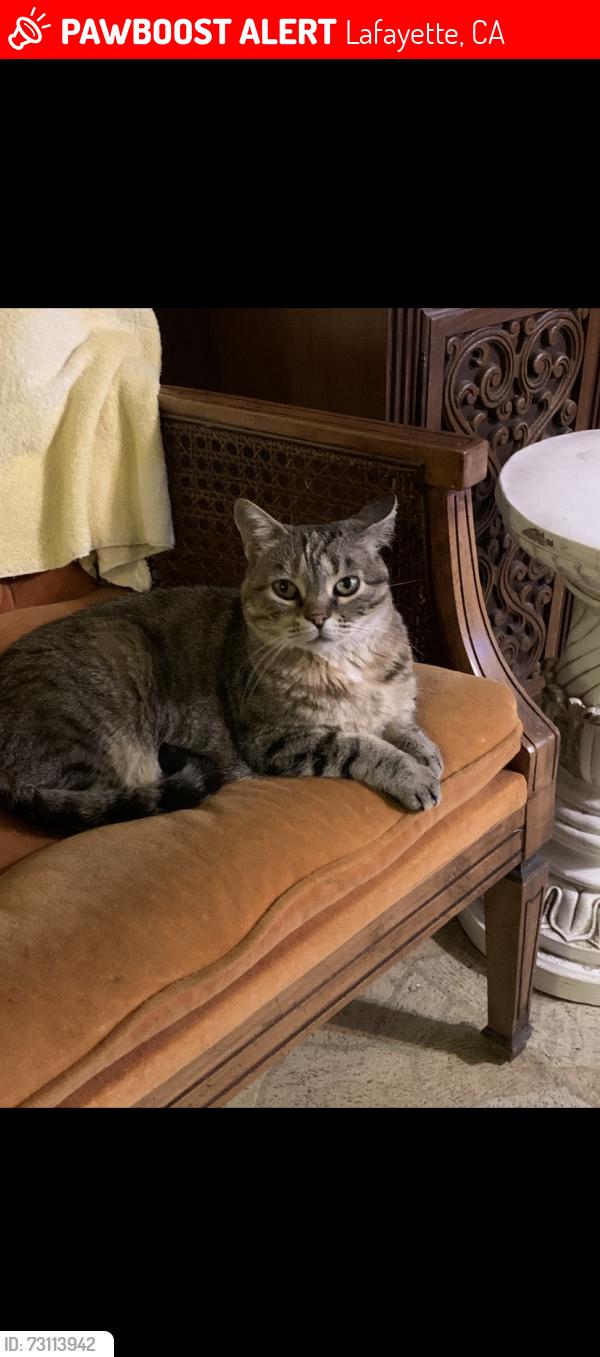 Lost Female Cat last seen Woodbiew drive, Lafayette, CA 94549