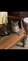 Lost Female Cat last seen Woodbiew drive, Lafayette, CA 94549