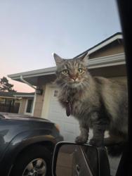 Lost Female Cat last seen Lenny St, Souza Way, Bellinzona Ave, San Juan Grade Rd, Salinas, CA 93906