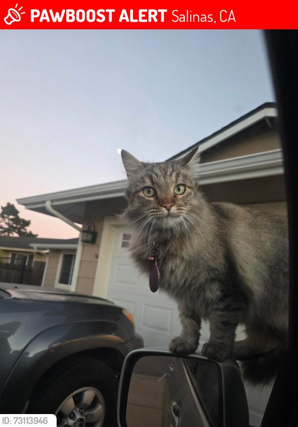 Lost Female Cat last seen Lenny St, Souza Way, Bellinzona Ave, San Juan Grade Rd, Salinas, CA 93906