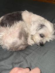 Found/Stray Male Dog last seen 10th st, Indianapolis, IN 46234