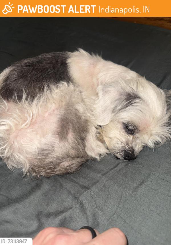 Found/Stray Male Dog last seen 10th st, Indianapolis, IN 46234