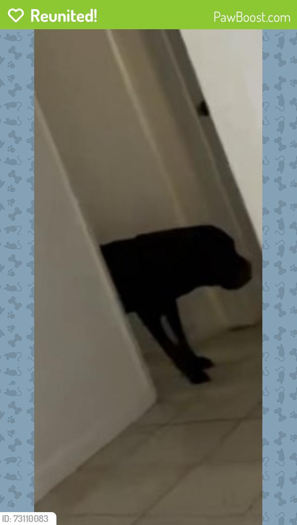 Reunited Female Dog last seen Norwood Ave, Sacramento, CA 95838