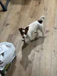 Reunited Female Dog last seen Beloit Ave, Riverside, CA 92504, USA, Riverside, CA 92504