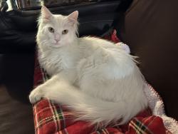 Reunited Male Cat last seen Cortland Street near Elizabeth Ave, Fayetteville, AR 72703