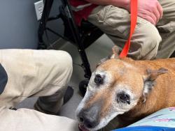 Lost Female Dog last seen Council rd, Oklahoma City, OK 73169