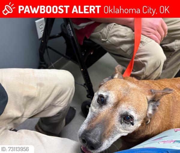 Lost Female Dog last seen Council rd, Oklahoma City, OK 73169
